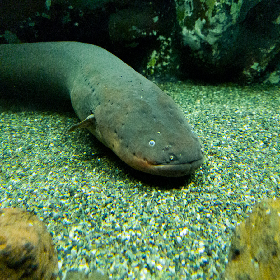 electric eel